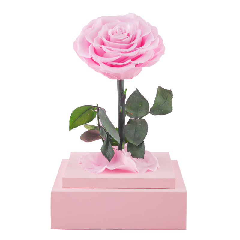 preserved pink rose in acrylic domes